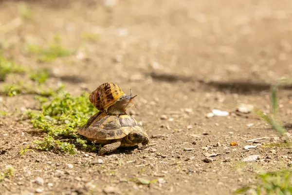 Caracol Pequeño Sobre Una Tortuga Pequeña Jardín —  Fotos de Stock