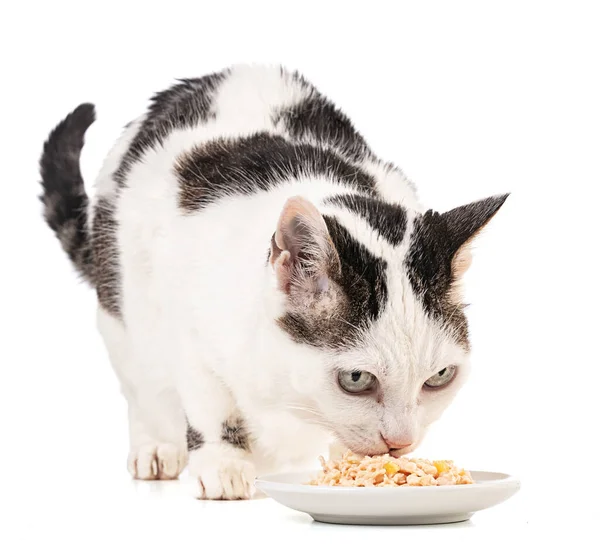 Кошка Ест Пищу Тарелки Белом Фоне — стоковое фото