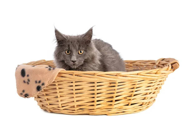 Junge Graue Maine Coon Katze Korb Auf Weißem Hintergrund — Stockfoto