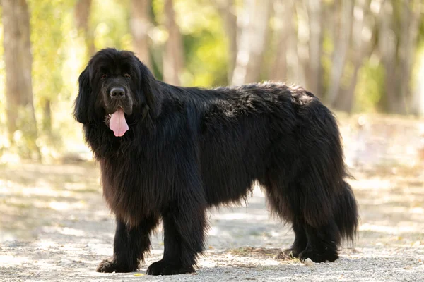 Black Newfoundland Dog Står Det Vilda — Stockfoto