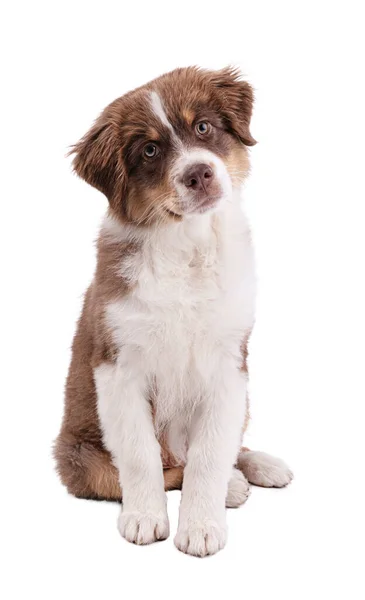 Australian Shepherd Cachorrinho Assentos Fundo Branco — Fotografia de Stock