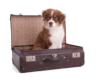 Beyaz arka planda bavulu olan Avustralya Çoban Köpeği.