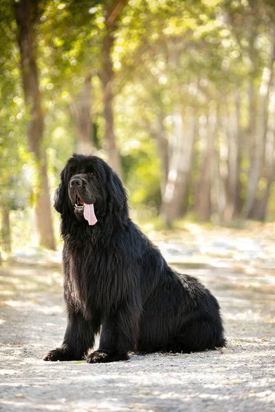 Black Newfoundland Dog Sentado Natureza — Fotografia de Stock