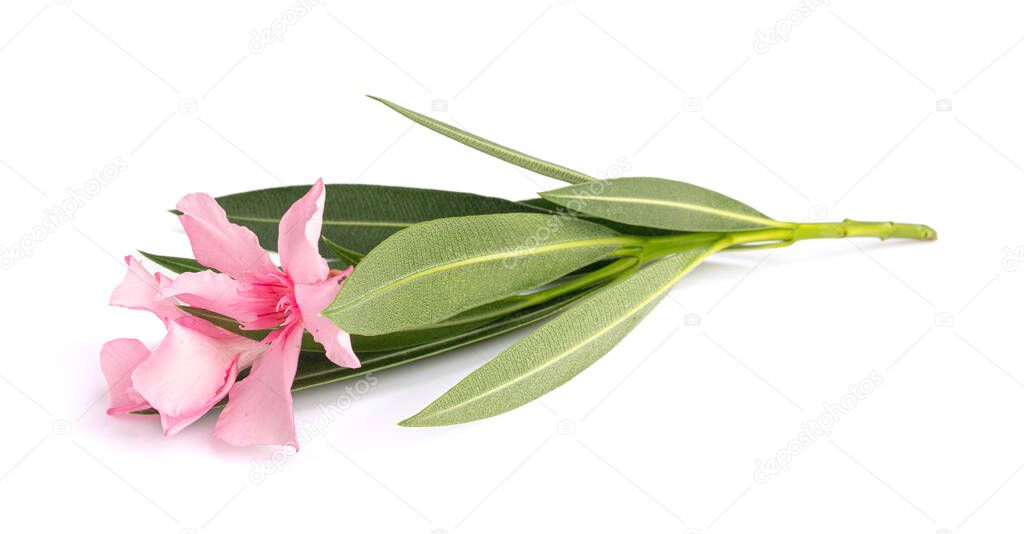 Pink Laurel with pink flowers on white background