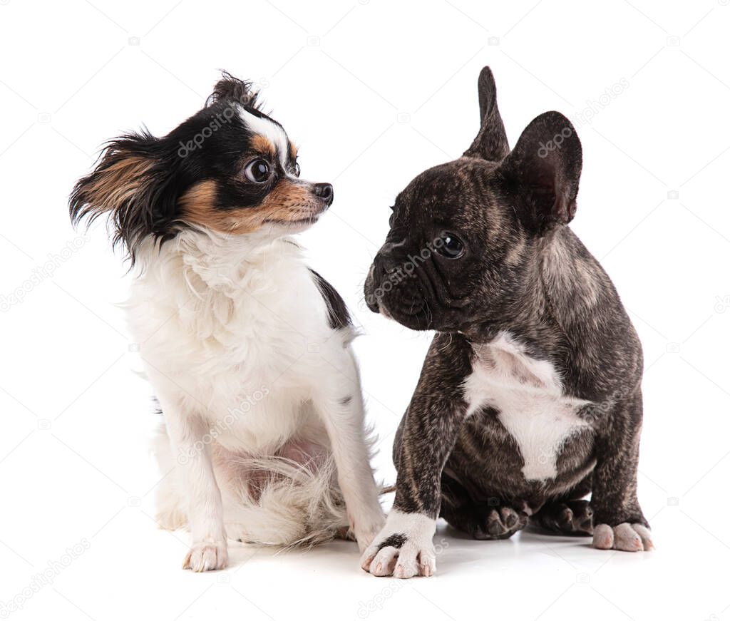 French bulldog puppy with chihuahua on white background