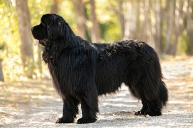 Kara Newfoundland Köpek vahşi doğada duruyor