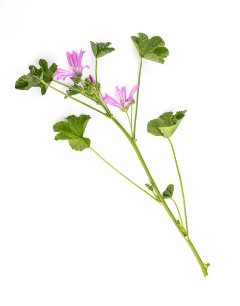 Ramo Malva Madeira Malva Sylvestris Sobre Fundo Branco — Fotografia de Stock