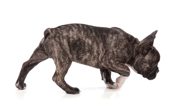 Beyaz Arka Planda Duran Fransız Bulldog Köpeği — Stok fotoğraf