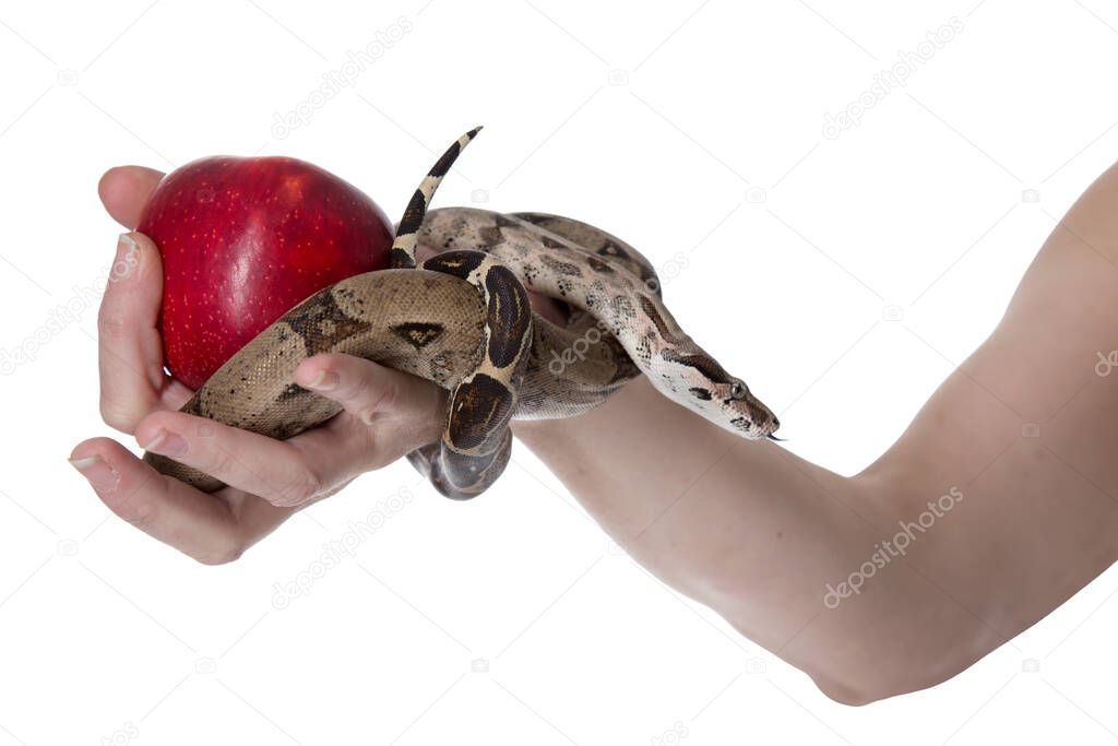 Hand of Eve holding a snake and an apple on a white background