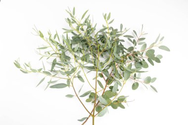 Beyaz arkaplanda okaliptüs sapı