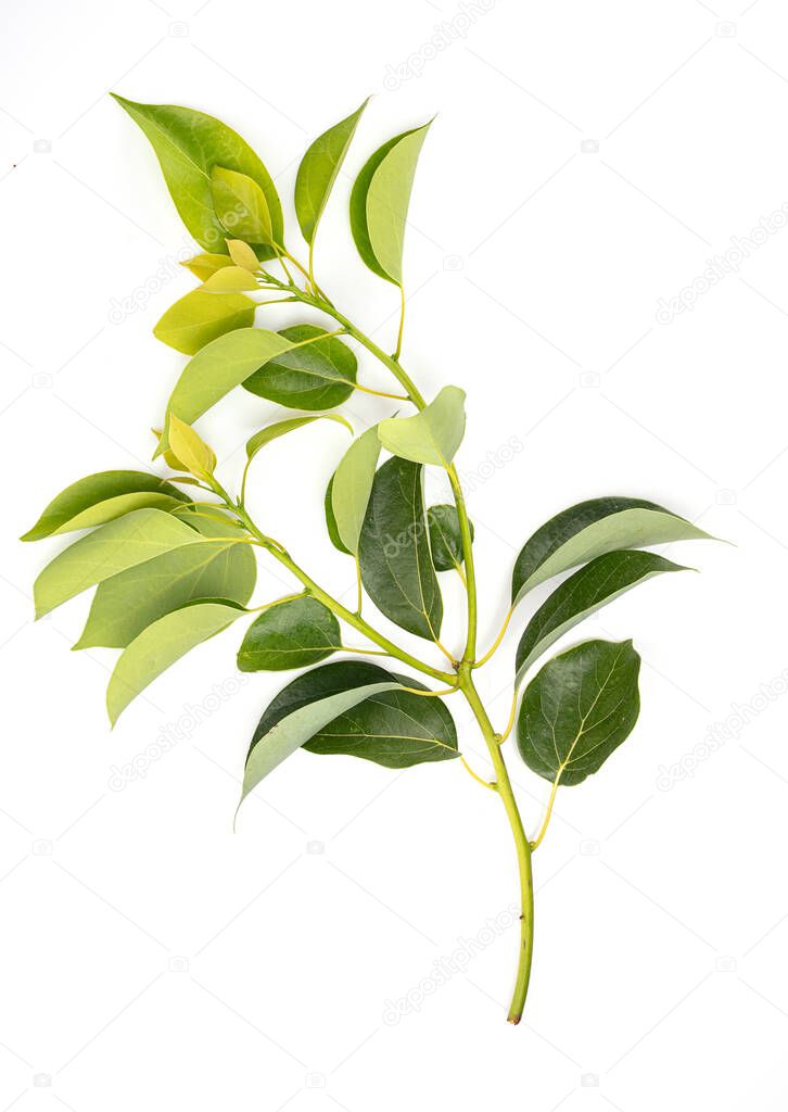Camphor branch on white background