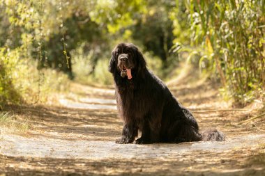 Kara Newfoundland Köpek vahşi doğada oturuyor
