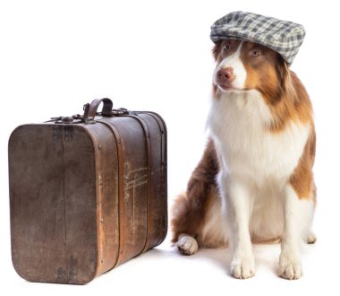 Beyaz arka planda kepi olan Avustralyalı çoban