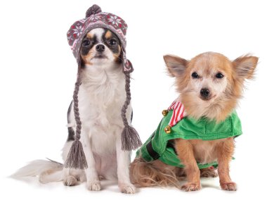 Noel için arka planda iki chihuahua.