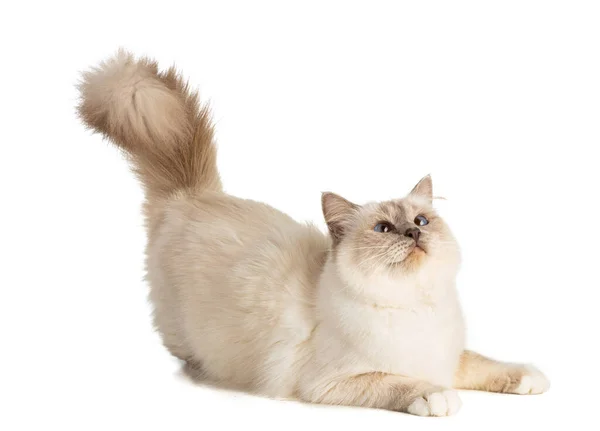 白地の繁殖期の猫 — ストック写真