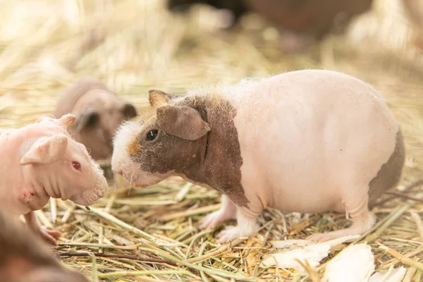 Cerdo Guinea Sin Pelo Con Bebé Paja — Foto de Stock