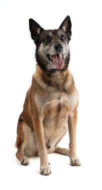 Beyaz arka planda oturan Belçikalı çoban Malinois görünümlü