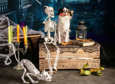 İskeletlerle dolu bir cadılar bayramında Chihuahua