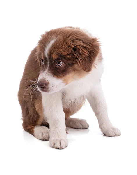 Australian Shepherd Filhote Cachorro Assentos Ficar Repreendido Fundo Branco — Fotografia de Stock