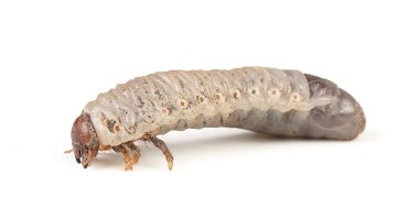 Beyaz kuyruk sokumu larvası beyaz arkaplanda çürüdü