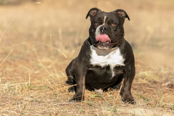 Giovane Americano Bianco Nero Bullo All Aperto — Foto Stock