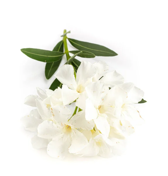 Laurel Rosa Com Flores Brancas Fundo Branco — Fotografia de Stock