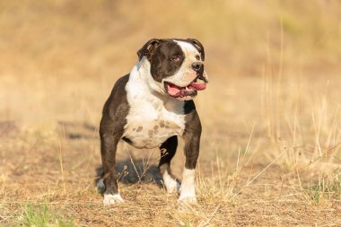 Genç Amerikalı siyah beyaz kabadayı.
