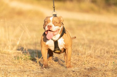 Genç kahverengi amerikan kabadayısı