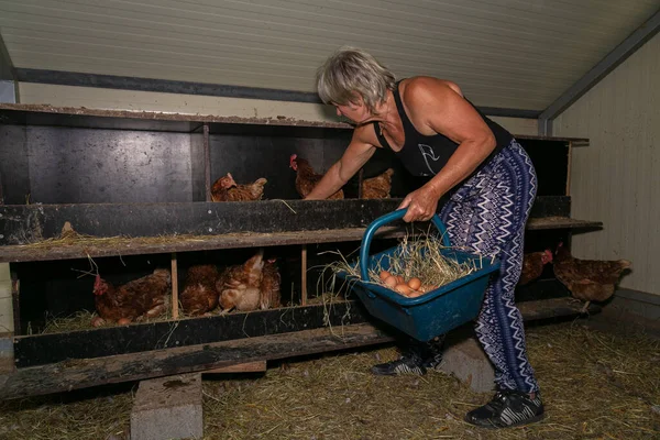 Hand Picking Eggs Free Range Laying Hen Farm — Stock Photo, Image