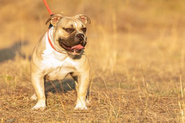 Genç kahverengi amerikan kabadayısı