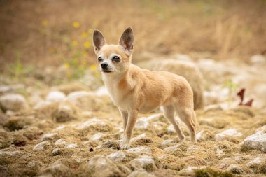 Chihuahua doğadaki bitkiler.