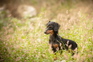 Doğadaki çimlerde küçük bir dachshund.