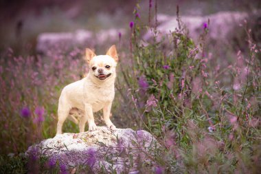 Chihuahua doğadaki bitkiler.