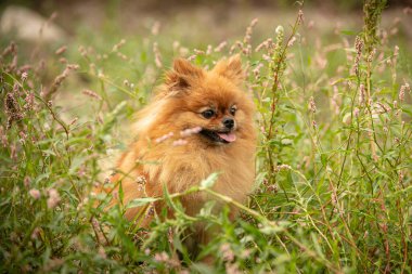 Doğadaki bitkilerin arasında Pomeranian köpeği