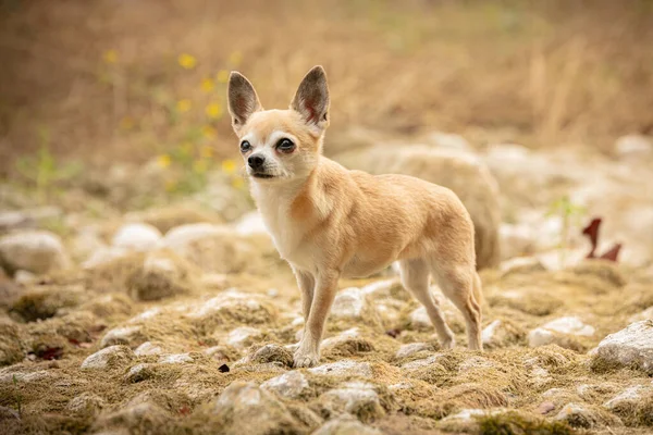 Chihuahua doğadaki bitkiler.