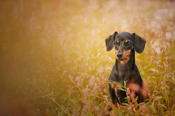 Pequeno Dachshund Grama Natureza — Fotografia de Stock