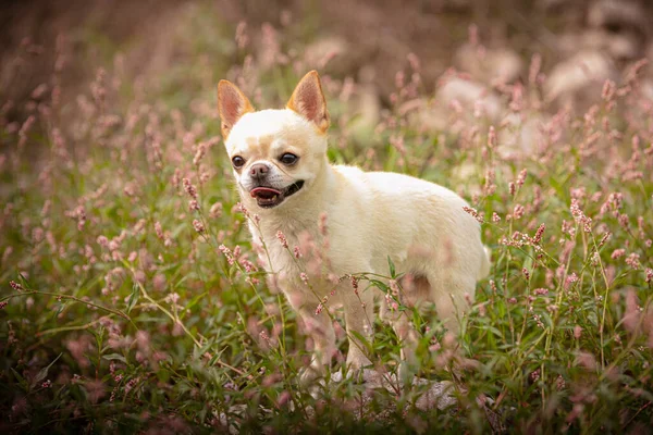 Chihuahua Травы Природе — стоковое фото