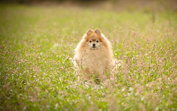 Doğadaki bitkilerin arasında Pomeranian köpeği