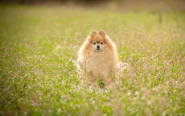 Померанская Собака Травах Природе — стоковое фото