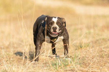 Genç Amerikalı siyah beyaz kabadayı.