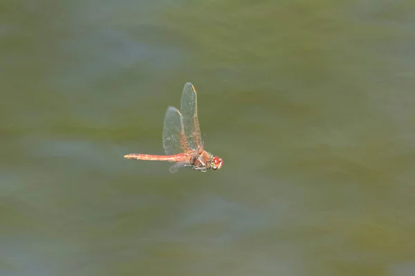 Libélula Bastante Vermelha Voo Natureza — Fotografia de Stock