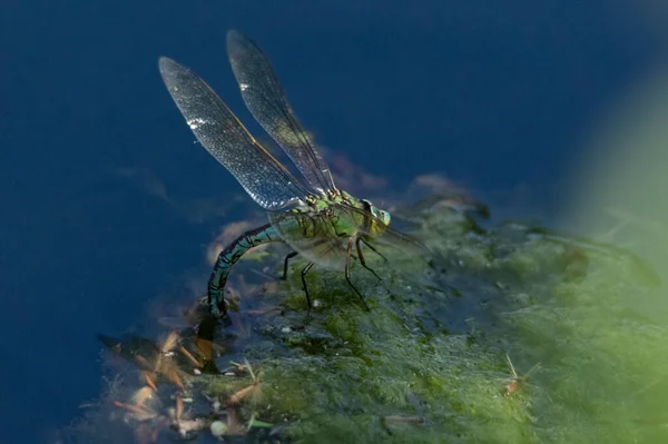 Hübsche Libelle Legt Eier Flussschlamm — Stockfoto