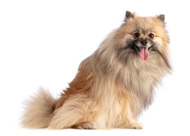 Beyaz arka planda oturan kahverengi Pomeranya çoban köpeği