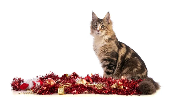 Jonge Maine Coon Met Kerstmis Met Rode Bloemenslingers Een Witte — Stockfoto