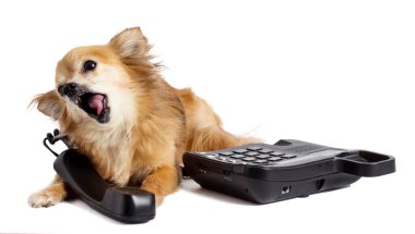 Chiuhuahua beyaz arka planda siyah eski telefon diye bağırıyor.
