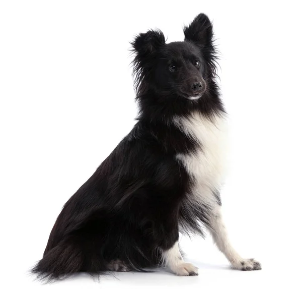 Schwarz Weißer Shetland Schäferhund Auf Weißem Hintergrund — Stockfoto