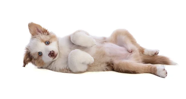 Australian Shepherd Puppy Liggend Rug Een Witte Achtergrond — Stockfoto