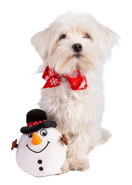 Bichon Maltés Con Pajarita Navidad Sobre Fondo Blanco — Foto de Stock