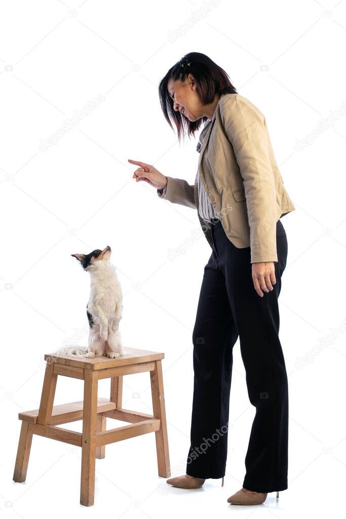 Young Asian woman dressed with chihuahua on a white background