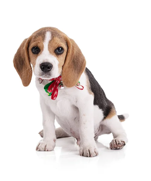 Beagle Filhote Cachorro Com Colar Natal Fundo Branco — Fotografia de Stock